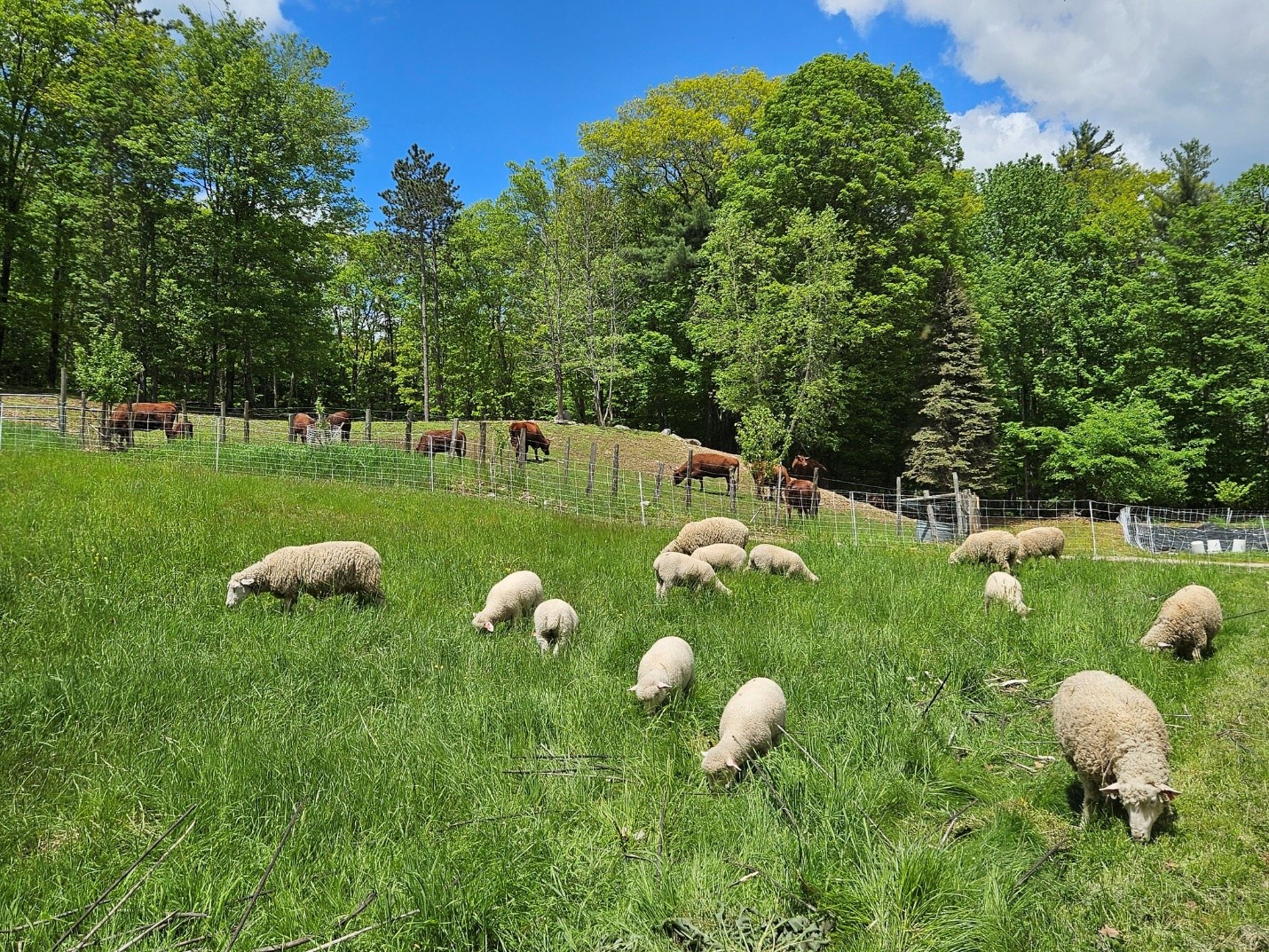 Photo Credit Nancy Martin