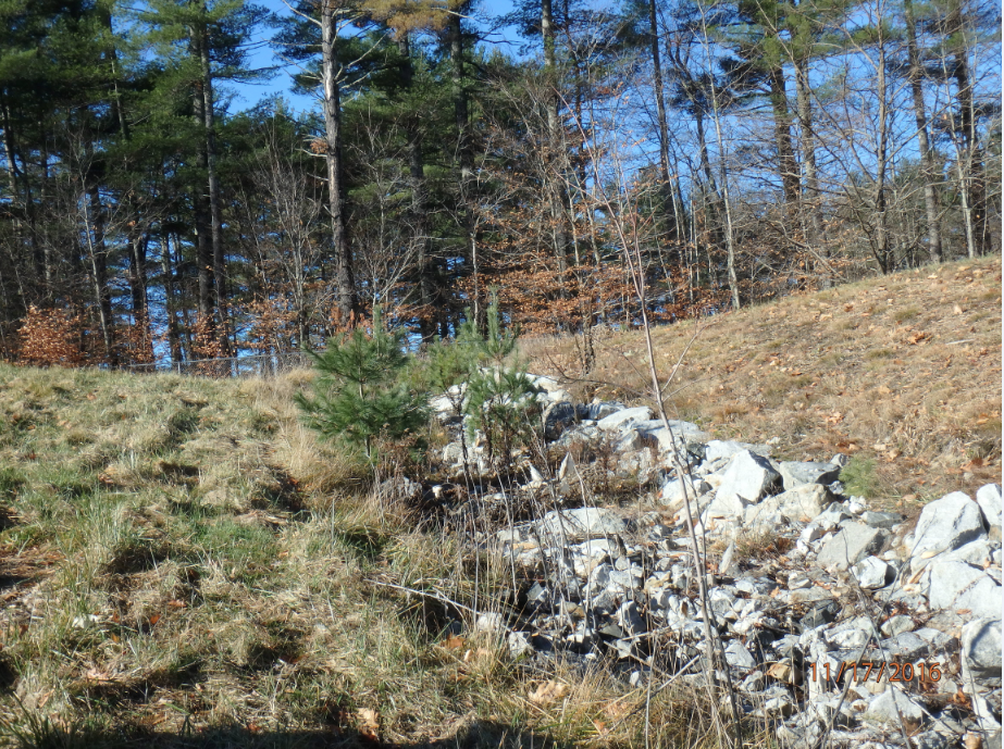 tree growth